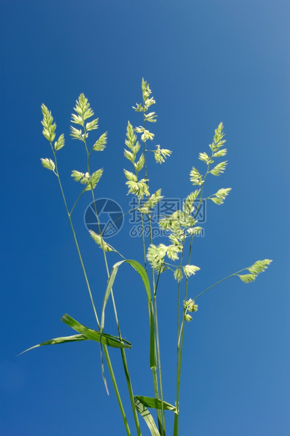 蓝天空背景的公鸡脚科学名称Dactylisglomerata粗麦草常见和广泛活力季节美丽的图片