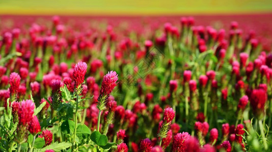 绿色丰富多彩的草地田野中美丽盛开的红色花朵天然多彩背景图片