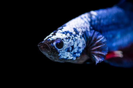 暹罗美丽多彩的贝塔战斗鱼儿在黑背景的泰国河边鱼儿美丽的动人时刻宠物配种图片