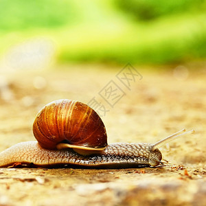 蛞蝓运动美丽的蜗牛爬过路面在乡下自然色彩模糊的本背景中生活图片