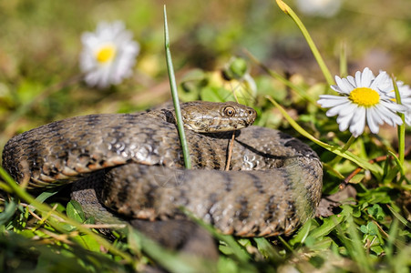 毒蛇在草地上和菊花一起有毒的高度自然图片