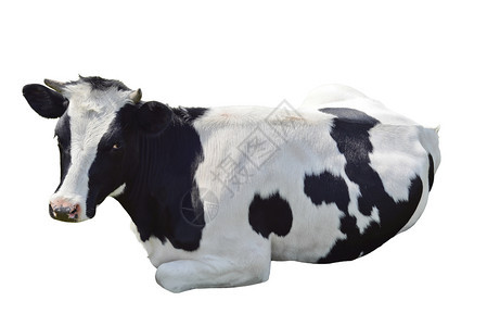 满的黑色乐趣白母牛被隔离在白色背景上黑母牛关闭农场动物图片