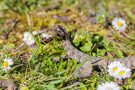 毒蛇在草地上和菊花一起肖像有毒的雏菊图片