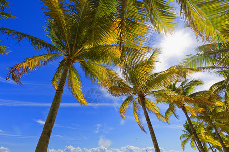 岛屿阳光照射夏天热带加勒比海滩上的棕榈树图片