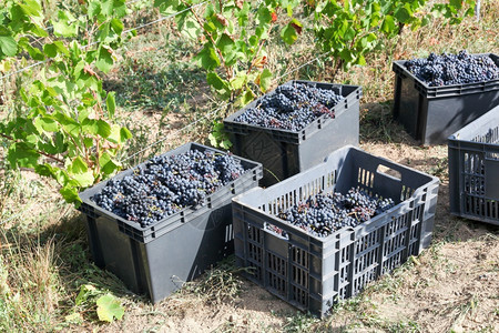 户外在法国博乔莱斯收获葡萄酒水果植物图片