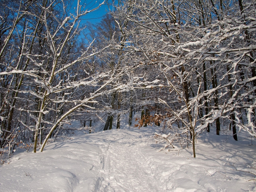 经过欧洲冬季寒无雨的森林由深蓝天空和行走轨积雪覆盖寒冷的图片