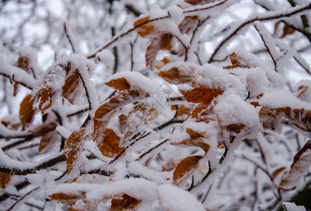 树枝上被雪覆盖的落叶背景图片