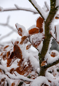 树枝上被雪覆盖的落叶背景图片