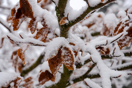 树枝上被雪覆盖的落叶背景图片