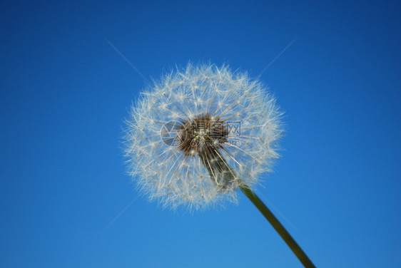植物蓝色背景上的白花自然空气图片