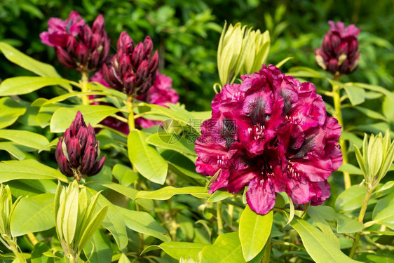 春天叶子Rhododendron混合的午夜美人罗多德恩特伦混合体关闭花头天图片