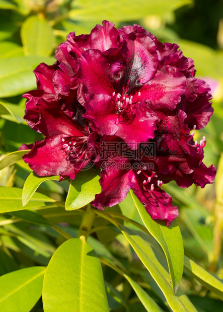蜜蜂友好型环境Rhododendron混合的午夜美人罗多德恩特伦混合体关闭花头植物图片