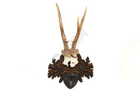 在白色背景上被孤立的野鹿狩猎奖杯卡普雷奥勒斯棕色的美丽不对称图片