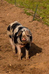 多彩的本海默乡村猪仰望着摄影机多彩的本海默乡村猪健康颜色本特海默图片