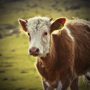 好奇的绿色农业一只小牛的肖像奇怪棕色小牛肉看着镜头图片