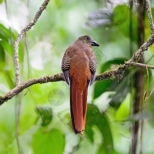 动物森林女一只雌橙状Trogon鸟哈帕克特斯或马基诺背面情况在喂食季节拍摄图片
