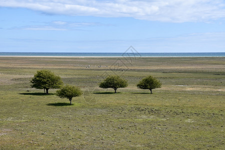 位于瑞典波罗的海沿岸大平原草上绿树在瑞典波罗海沿岸斯堪纳维亚奥滕比库尔曼图片