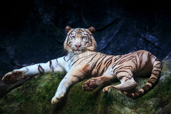 勇敢的豹满特别颜色虎躺在岩石上放轻松看着眼睛用来做圆轮和野兽之王的巨型动物图片