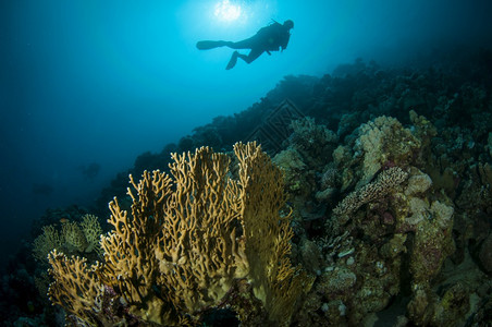 游泳有潜水员的黄色珊瑚在清蓝的色海洋中被抛光动物生活图片
