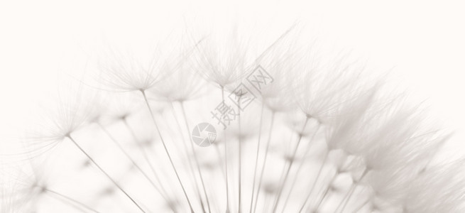 花生长常见的达迪利翁和种子彩色黑白照片图片