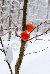 一种森林中片雪覆盖的树枝上亮橙色漫画十二月黄的图片
