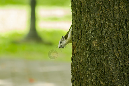 可爱的生物松鼠们爬上公园高树的害虫图片