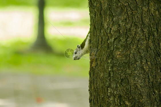 可爱的生物松鼠们爬上公园高树的害虫图片