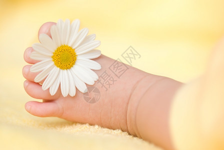 可爱的婴儿脚带小白菊花甜的微雏菊背景图片