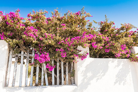 夏天假期希腊圣托里尼岛Cyclades的典型房屋建筑结构希腊语图片
