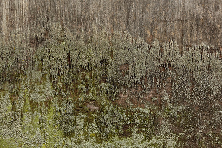 肮脏的含地藻老木优质制图片