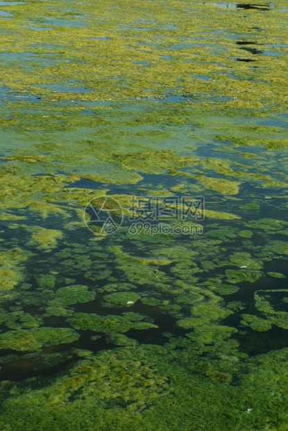 细节杂草菌绿藻类沼泽背景图片