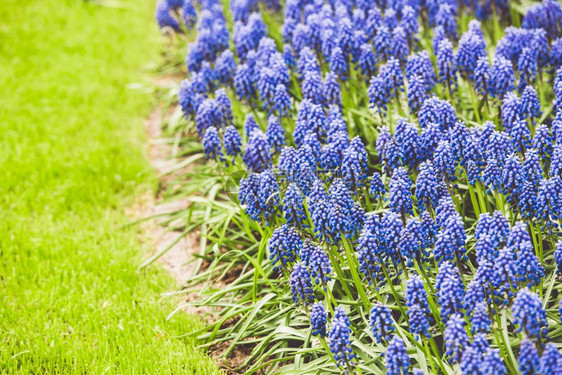 荷兰BlueMuscarihyacinth蓝实野农业植物群乡村的图片