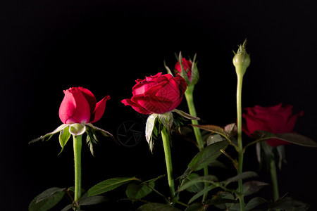 植物美丽玫瑰花束紧贴在黑色背景上的花瓣图片
