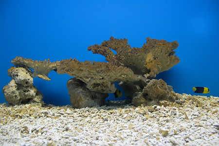 珊瑚礁和海洋自然蓝色的鱼图片