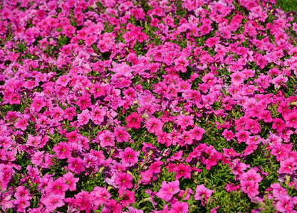 花园背景图片 花园背景素材图片大全 摄图网