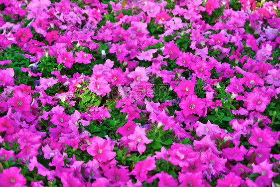 花瓣泰国园中的粉红色朵团群植物情人图片