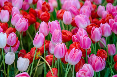 美丽的郁金香花朵图片