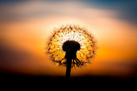 融合的盛开丹德利翁花朵和日落融在一起看来像个灯泡春天图片