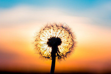 丹德利翁花朵和日落融在一起看来像个灯泡草本植物季节种子图片