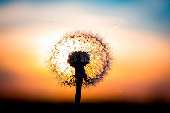 季节植物丹德利翁花朵和日落融在一起看来像个灯泡图片