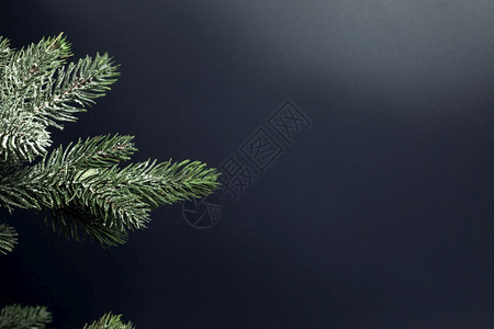 快乐的松树黑色新鲜绿冷杉树枝特写与雪和复制空间隔离在黑色背景圣诞树假日背景概念圣诞快乐文本空间新鲜绿色冷杉树枝特写与雪和复制空间图片