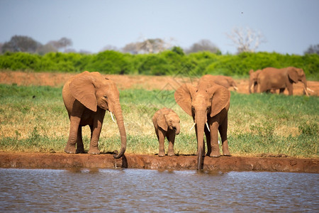 大草原中部水坑的红象家族大草原中部水坑的红象家族形目地球喝图片