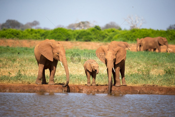 大草原中部水坑的红象家族大草原中部水坑的红象家族形目地球喝图片