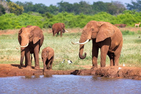 大草原中部水坑的红象家族大草原中部水坑的红象家族厚皮动物团体保护图片