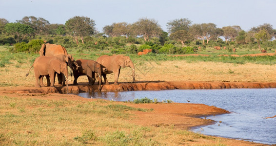 草食动物野生预订大草原中部水坑的红象家族大草原中部水坑的红象家族图片
