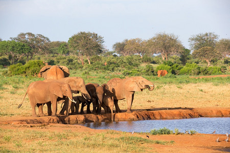 红色的大草原中部水坑的红象家族大草原中部水坑的红象家族夏天哺乳动物图片