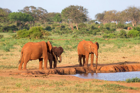 哺乳动物大草原中部水坑的红象家族大草原中部水坑的红象家族野生动物东图片