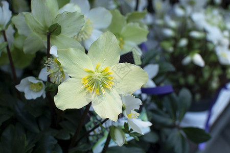 多年生美丽的希勒伯斯圣诞白玫瑰特写花瓣和雌蕊希勒伯斯圣诞白玫瑰特写粉色的图片