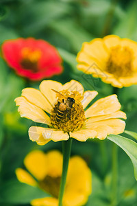 蜜蜂在黄色的Zinnia上Zinnia是一个非常流行的装饰植物雏菊授粉熊蜂图片