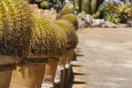 装饰在着地中海式terracotta锅的Cactus工厂中的Cactus工厂花盆户外分枝图片